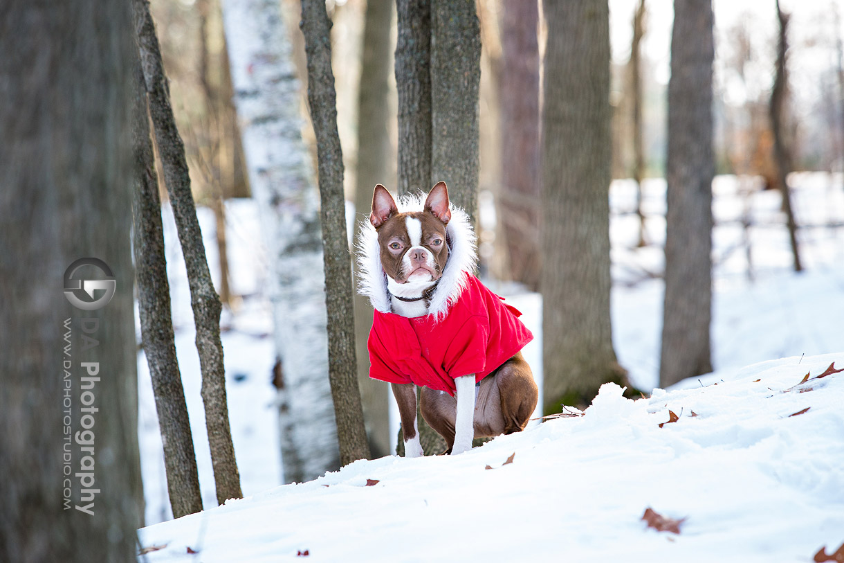 Winter Photos of a dog