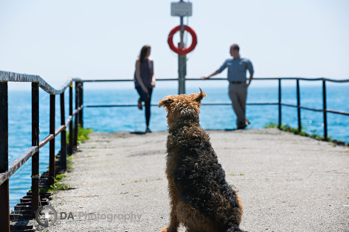 Engagement Photos with dogs