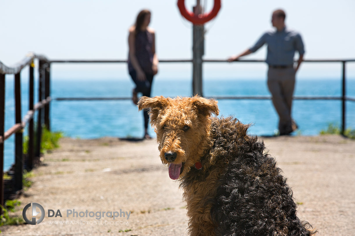 Dog in Engagement Pictures