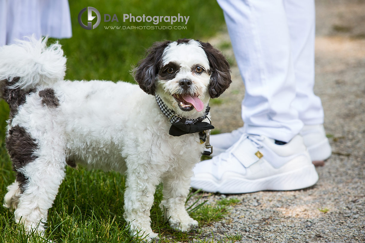 Summer engagement photos with our dog