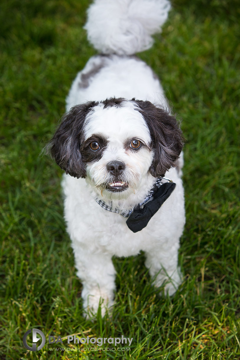 Dog Portrait in Burlington