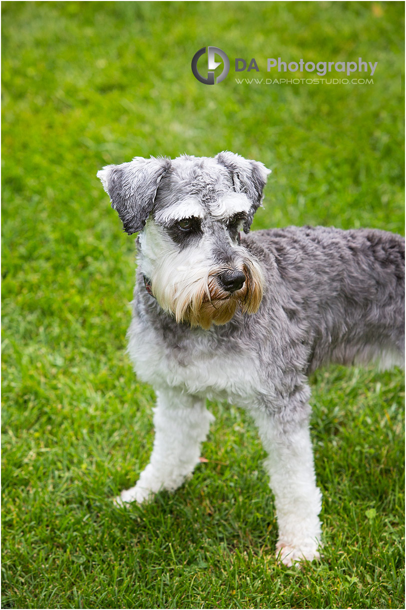 Dog in engagement photos