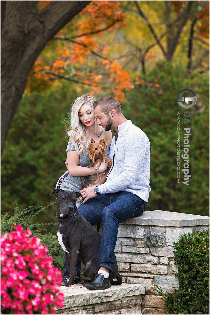 Engagement photos with dogs