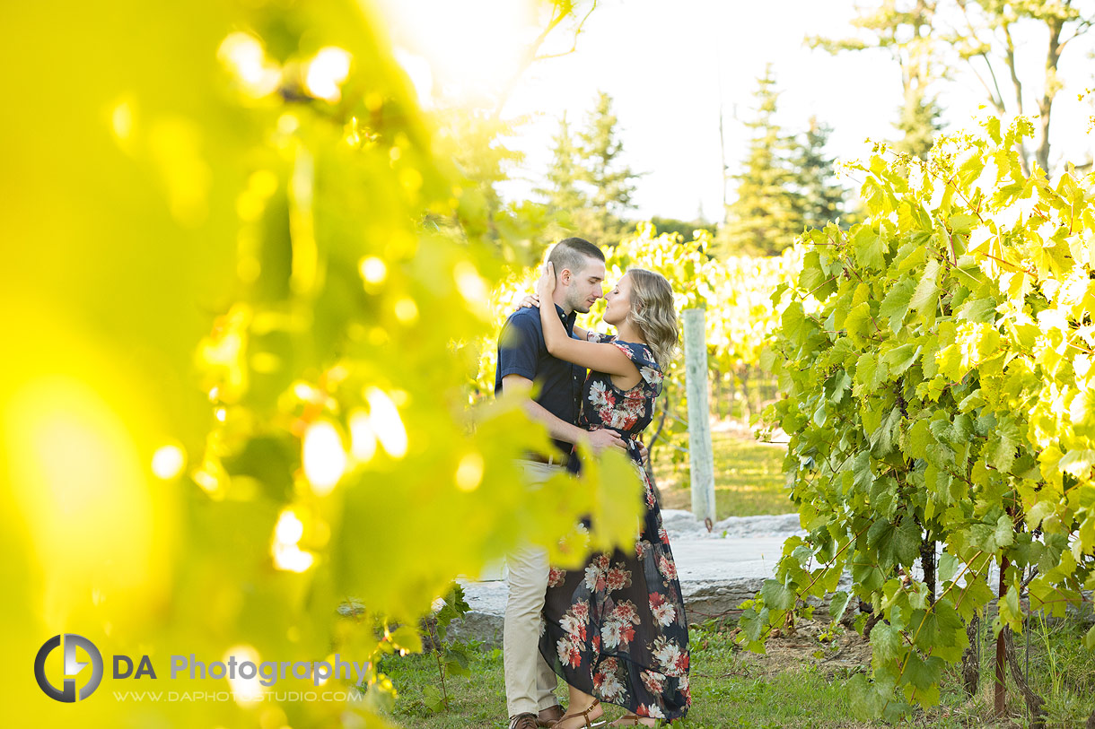 Engagement Photos at Gallucci Winery in Whitchurch-Stouffville