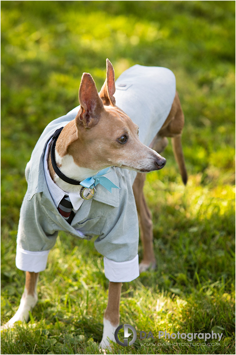 Dog at Brantford Wedding