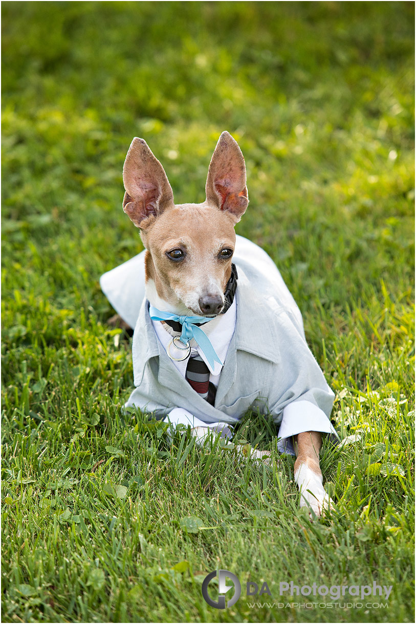 Dogs at Brantford Wedding