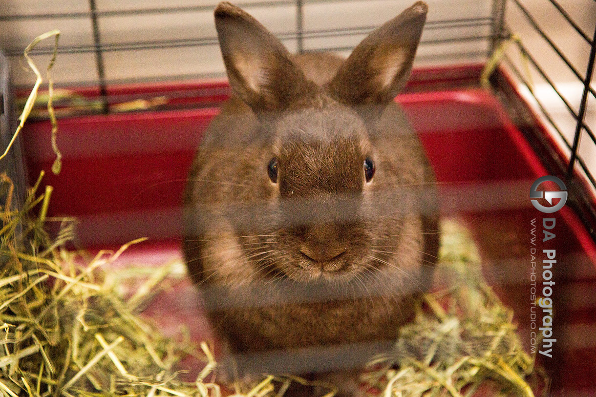 Bunny on a wedding day