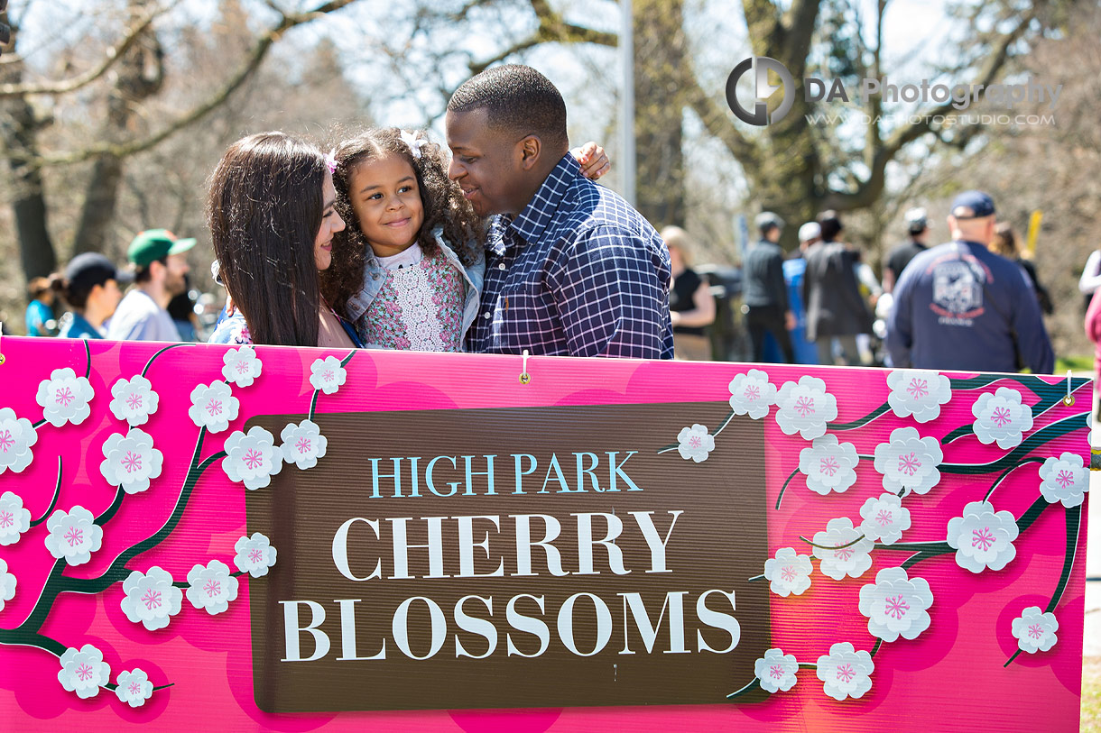 High Park cherry blossoms photo