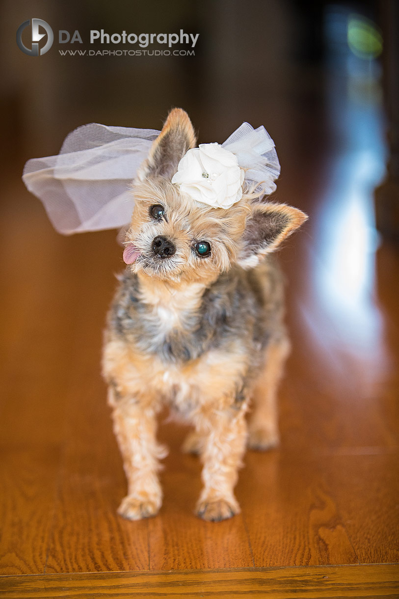 Dog dress up for a wedding