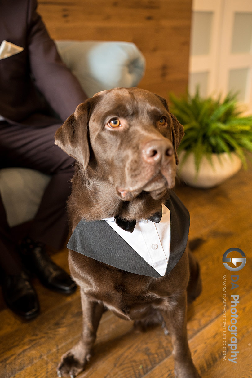 Dog with a bow tie dress outfit at a wedding