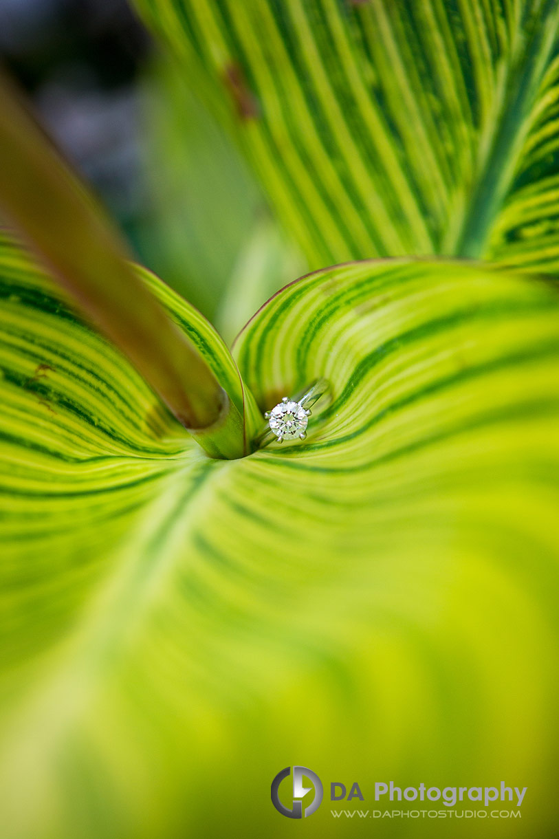 Close up photo of a Engagement ring in green leaf