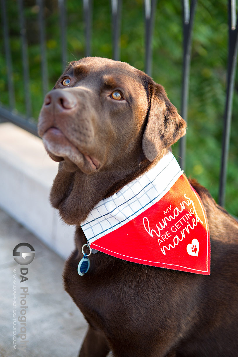 Photo of a dog during engagement photo session