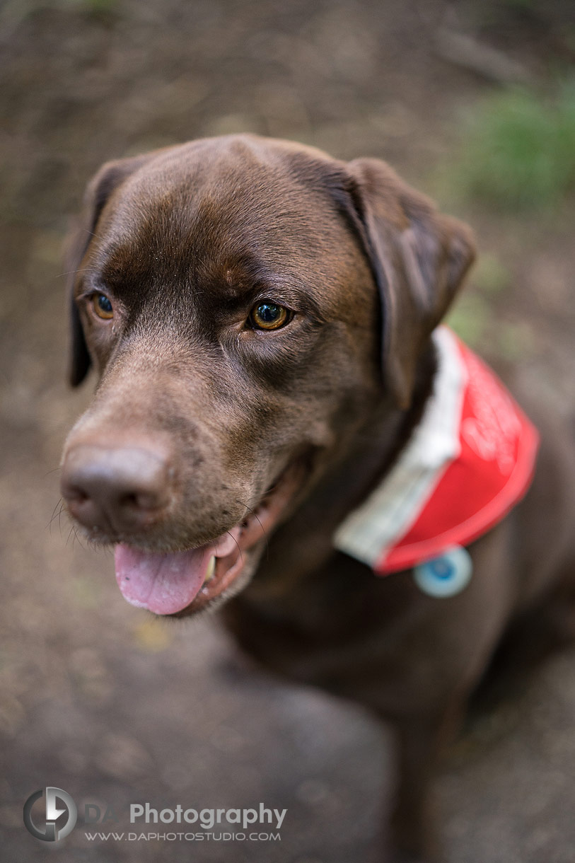 Close up photo of a dog at Elora Gorge