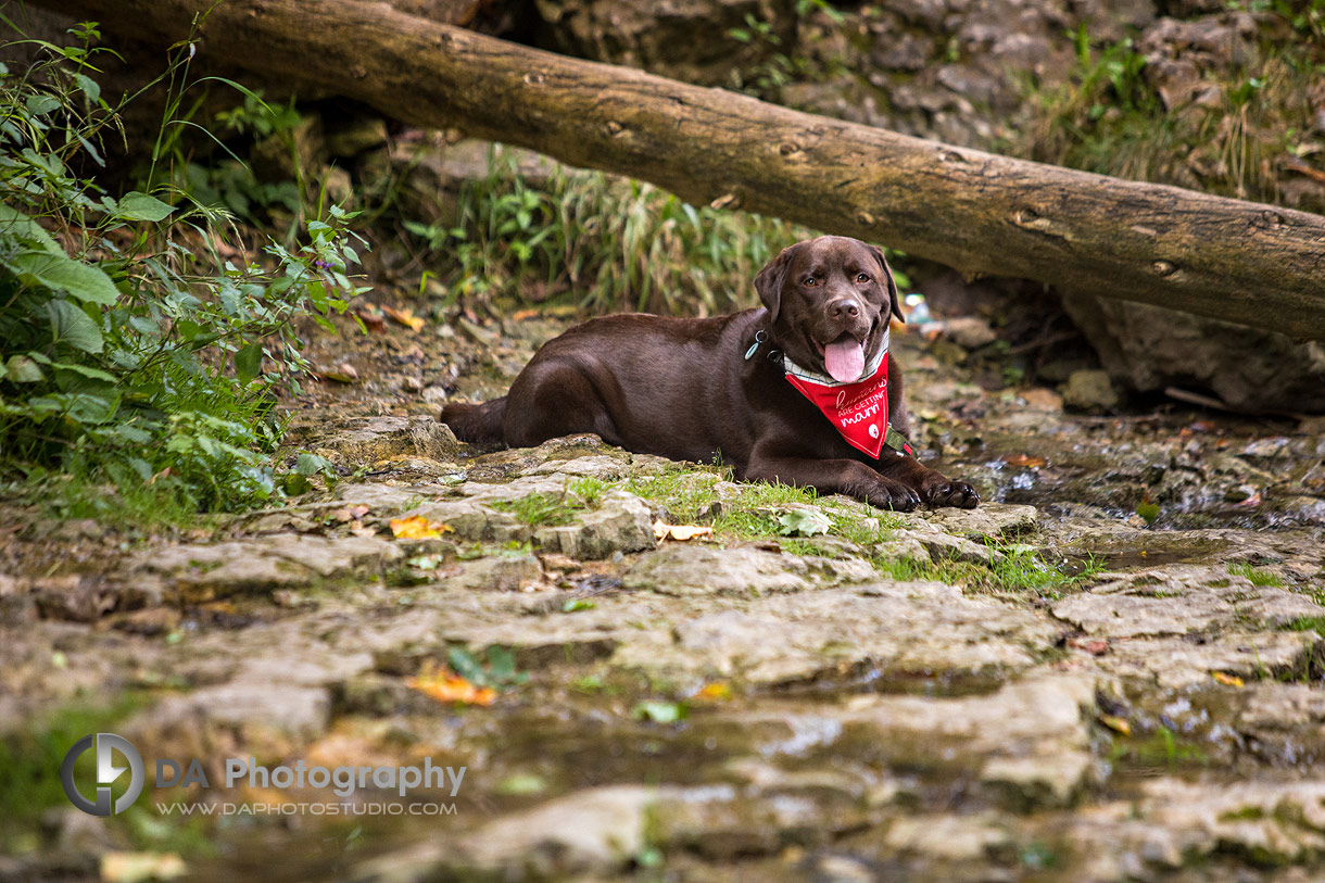 Photo of a dog sitting by the river bank
