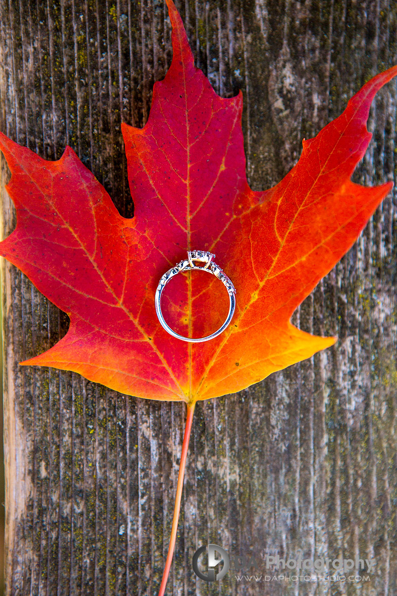 Guelph Arboretum Engagement photographers