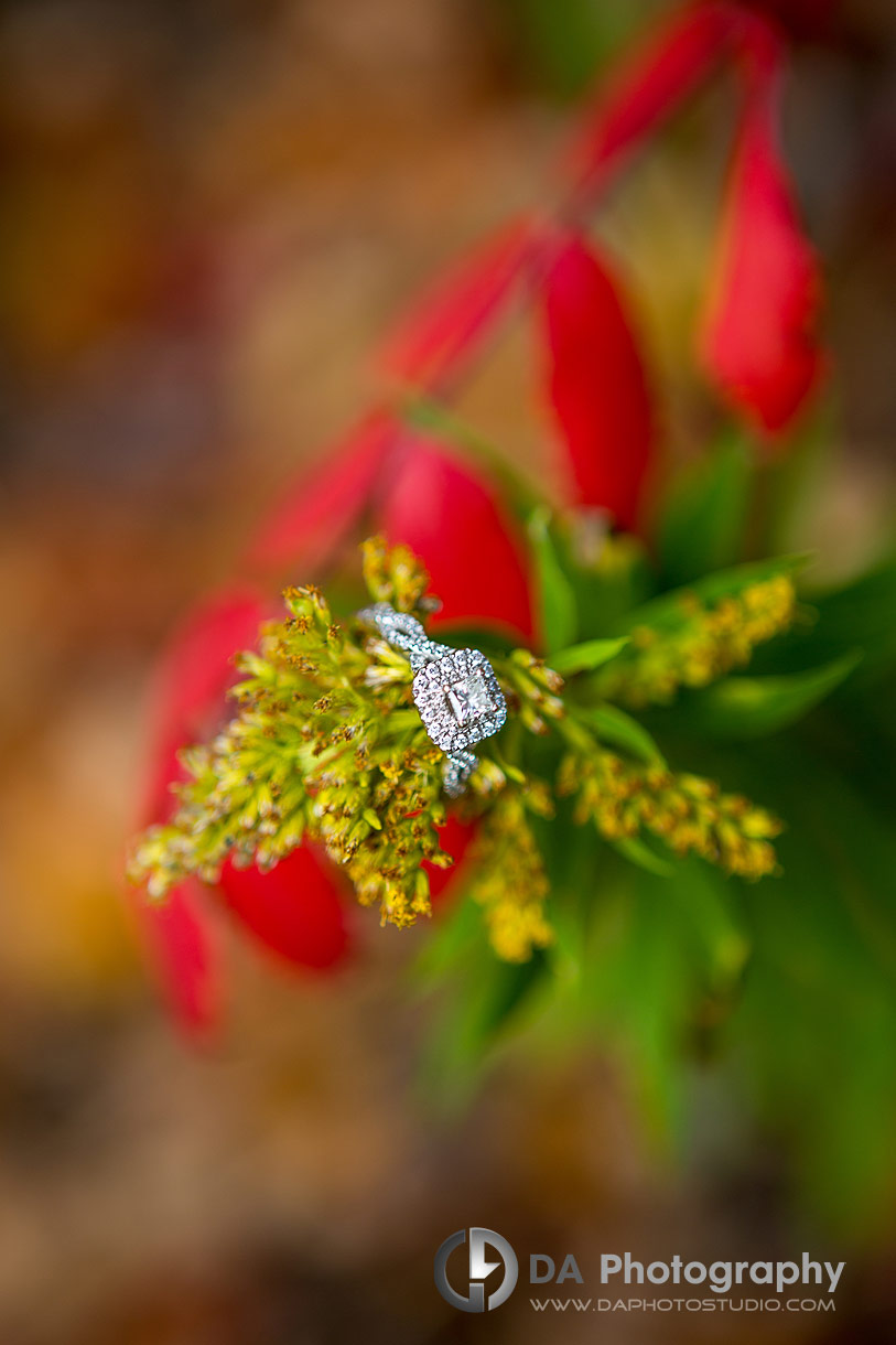 Engagement ring at Belfountain Conservation Area