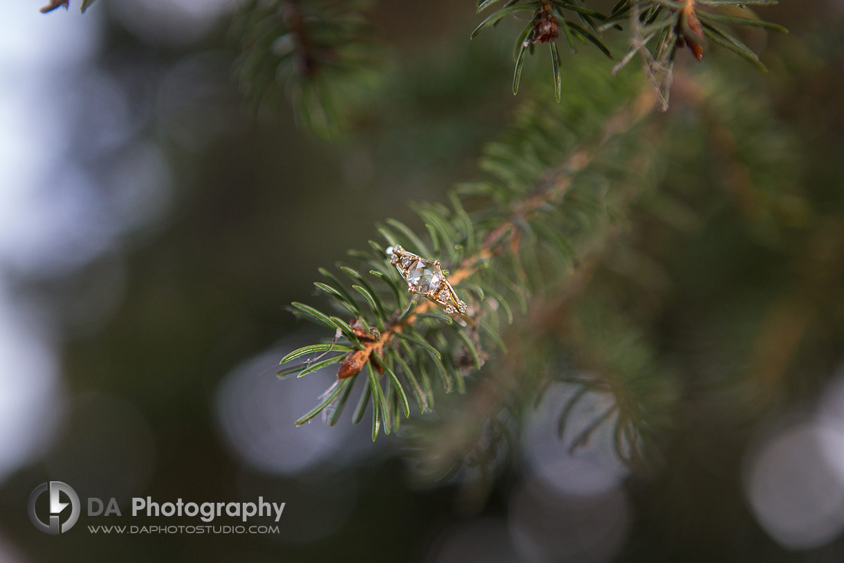 Close up Photo of an engagement ring placed on evergreen tree branch 