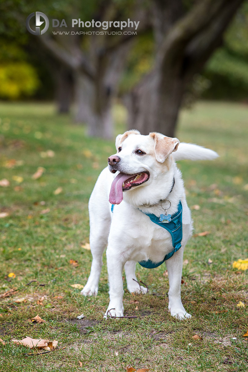 Dog waiting patiently while couple poses near Dundurn Castle gardens