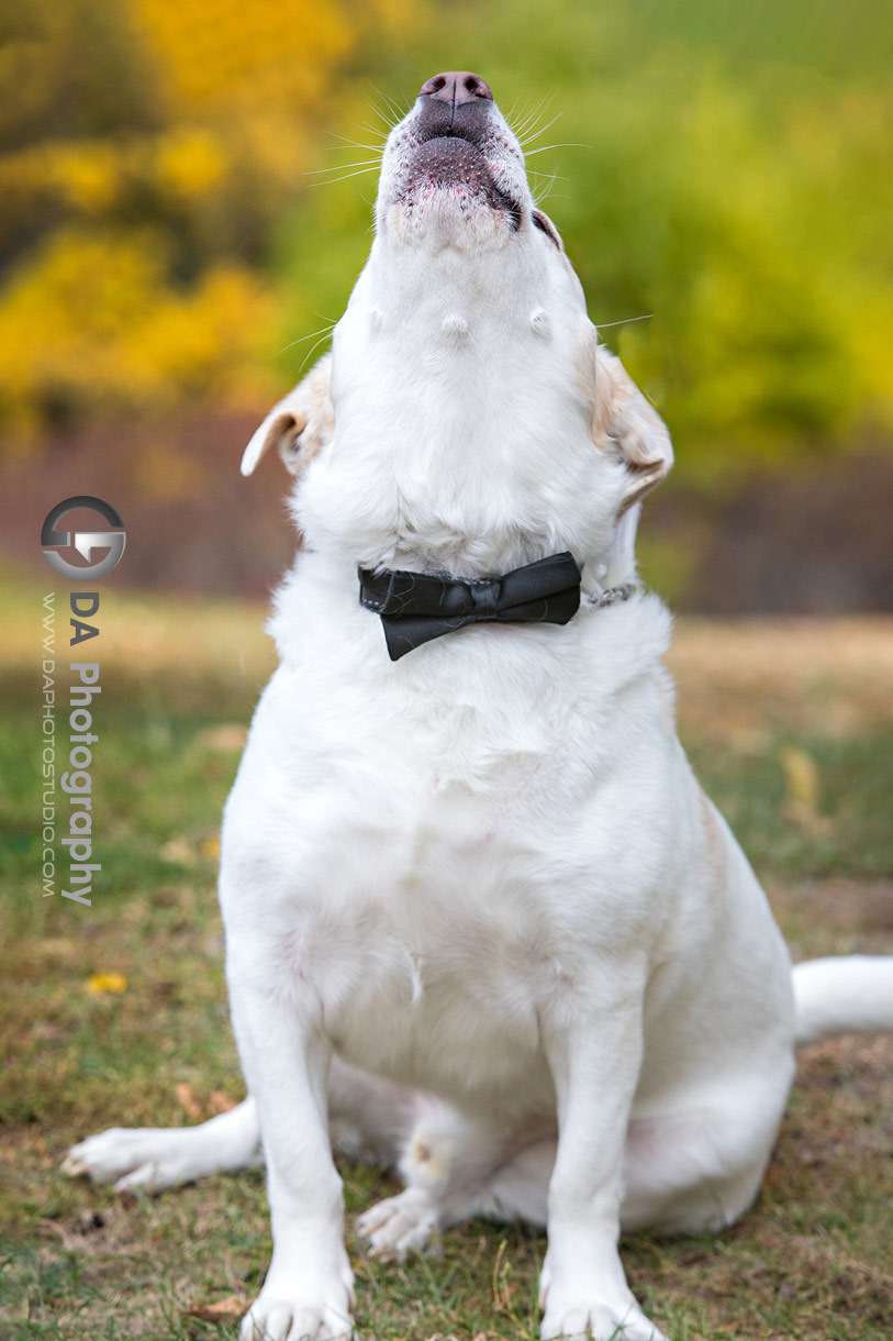 Photo of a white dog with a box tie