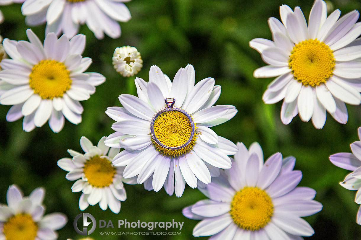 Close up photo of a engagement ring laying on a daisy flower 