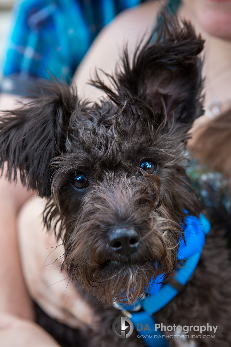 Close up Photo of a puppy 