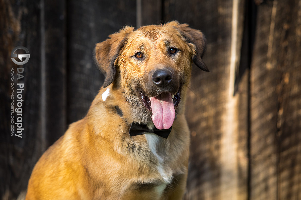 Photo of a dog with a bow tie at Balls Falls