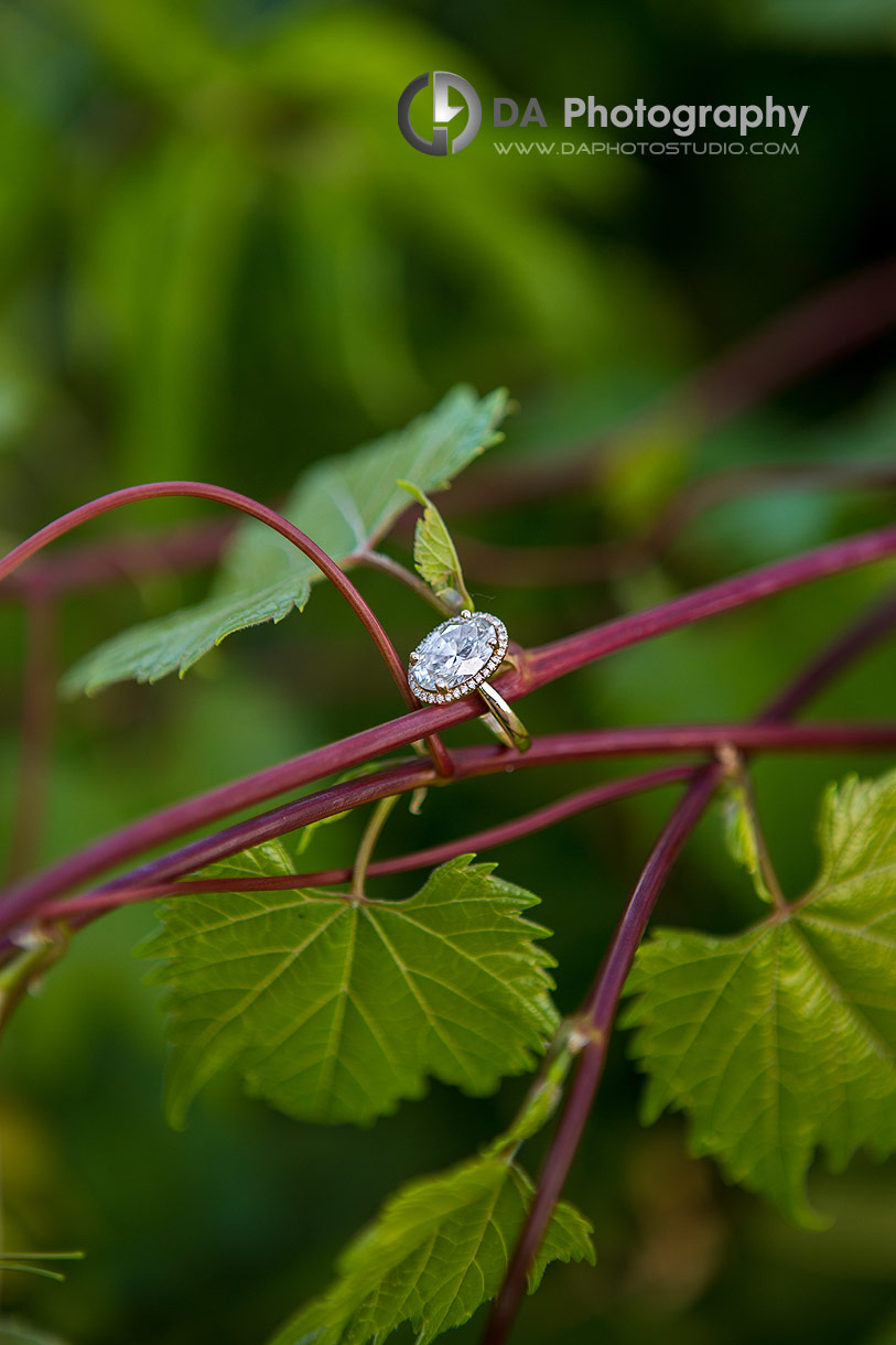 Close up photo of an engagement ring placed on a green branch