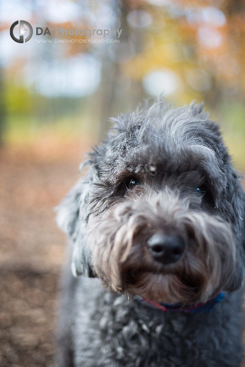 Close up photo of a puppy during an engagement session Close up photo of a puppy during an engagement session
