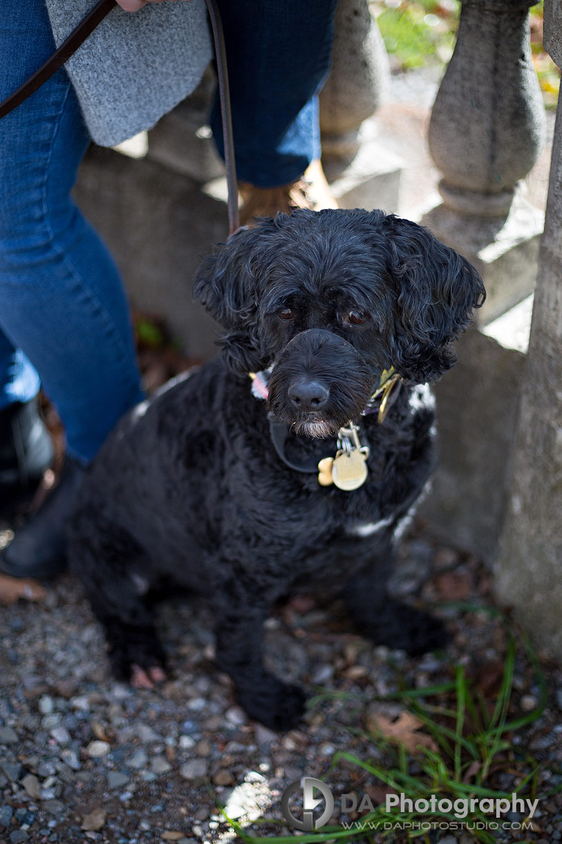 Photo of a puppy during an engagement photo session Photo of a puppy during an engagement photo session