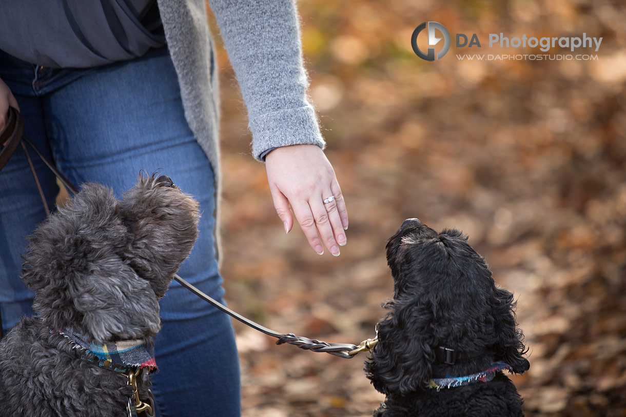 Photo of an engagement ring have been sown to the dogs Photo of an engagement ring have been sown to the dogs
