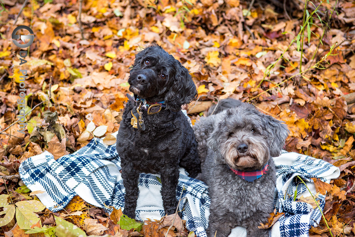 Photo of a curios dogs in fall season Photo of a curios dogs in fall season